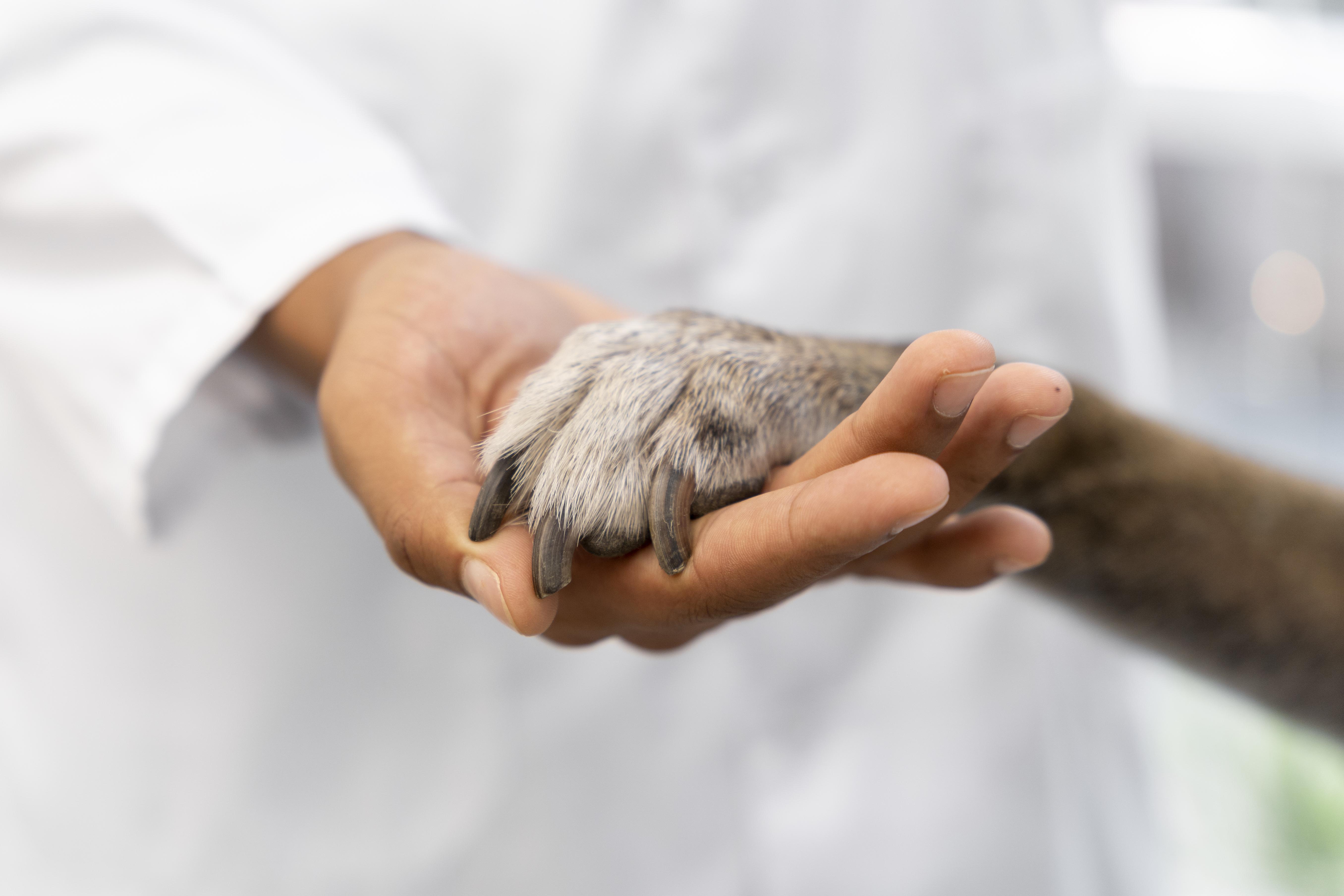 Clínica Veterinaria