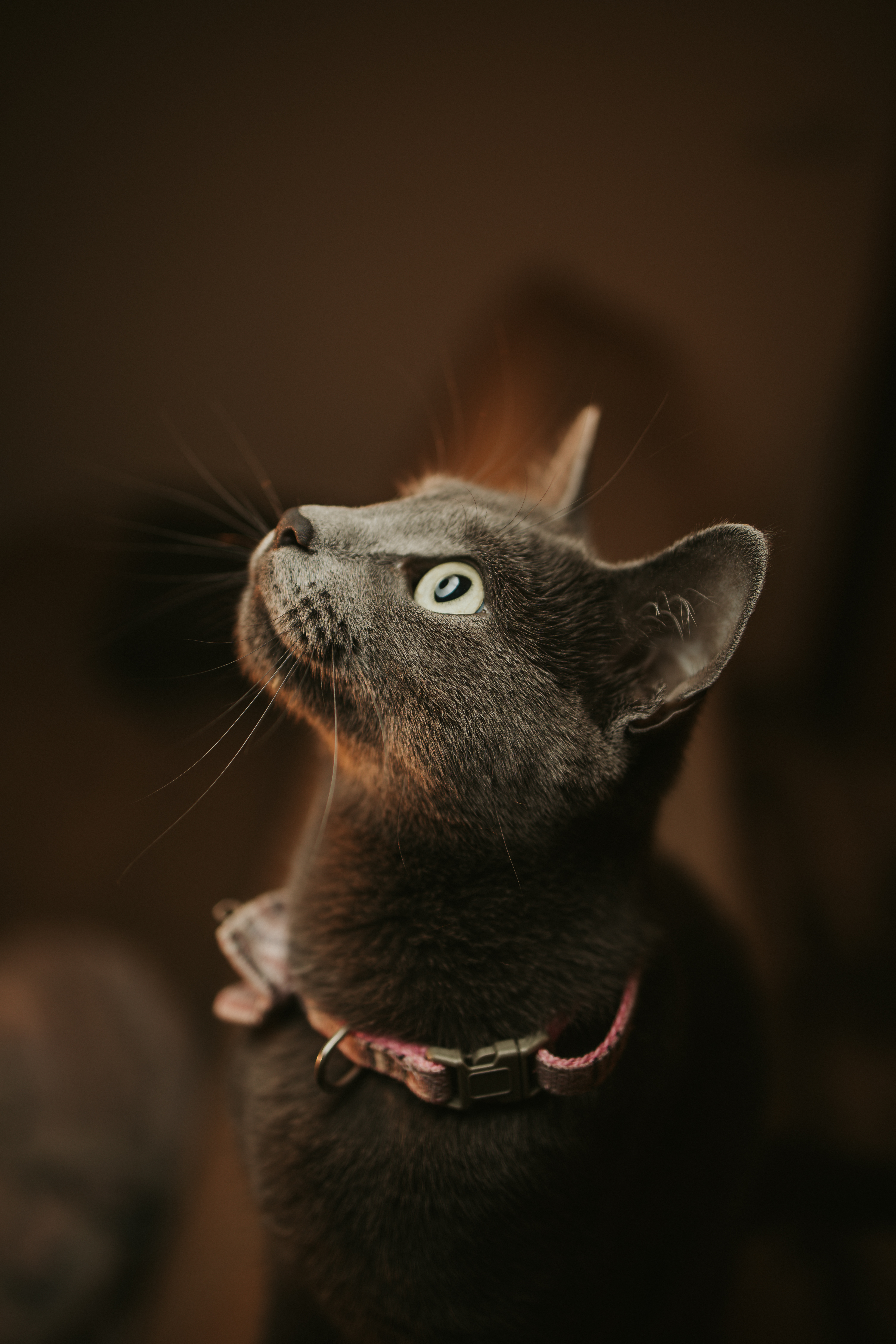 Foto de Kira