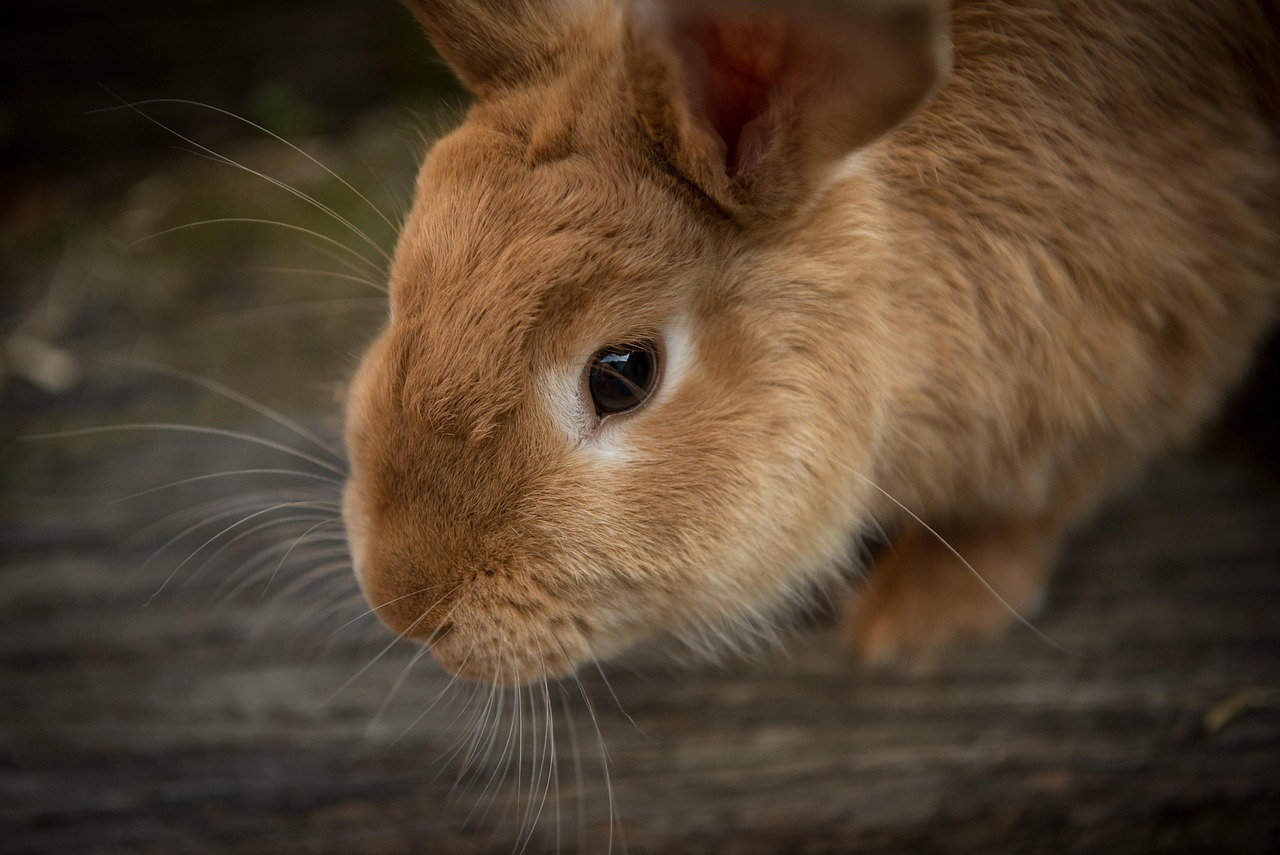 Foto de Nala
